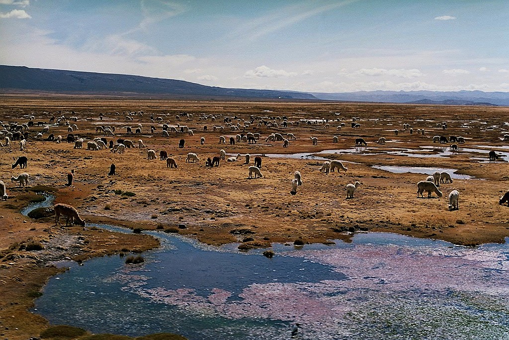 Alpacas, Altiplano, Peru.jpg